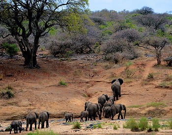 A herd of African elephants walking through Kruger National Park, South Africa. HD wallpaper