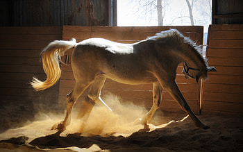 Adorable White Horse, adorable, white, horse, animals HD wallpaper