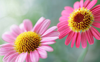 Flowers, Petals, Pollen, Two HD wallpaper