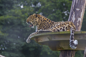 Animals, Leopard, To Lie Down, Lie, Spotted, Spotty, Predator, Big Cat HD wallpaper