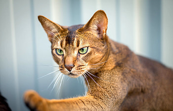 Animals, Cat, Muzzle, Abyssinian Cat HD wallpaper
