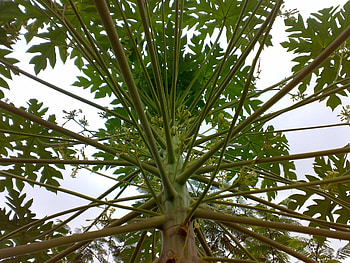 Artistic Papaya Tree, papaya, leaf, green, tree HD wallpaper