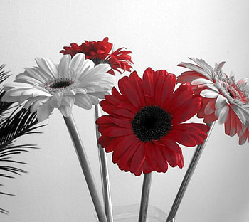 Daizys, black n white, color, petals, flowers HD wallpaper
