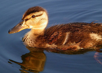 Mallard Duckling, mallard, duck, bird, duckling HD wallpaper