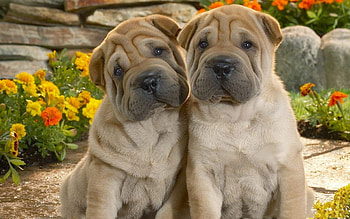 best freinds, dog, freinds, love, best, nature, Cute HD wallpaper