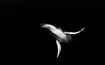 Whale, natura, ocean, white, fish, black, animals, sea HD wallpaper