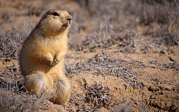 Animals, Grass, Fright, Fear, Kid, Tot, Gopher, Misgiving HD wallpaper