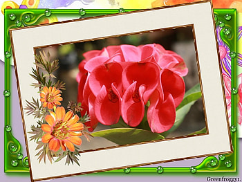 BEAUTIFUL FLOWER, FLOWER, BEAUTIFUL, FRAMED HD wallpaper