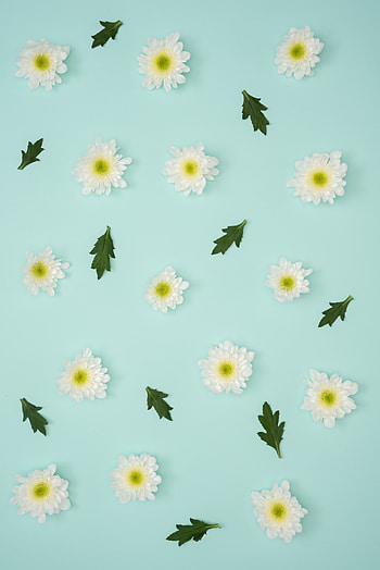 Chamomile, leaves, flowers, minimalism HD phone wallpaper