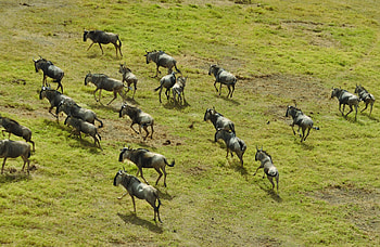 2 days 1 night, Masai Mara Safari HD wallpaper