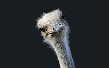 Stunning ostrich , Gorgeous bird, Majestic creature, Eye-catching design HD wallpaper