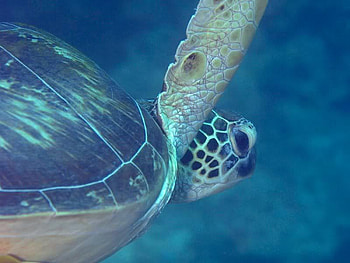 Sea Turtle, sea, turtle, water, ocean HD wallpaper