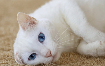 White cat, Animals, cat, white, blue eyes HD wallpaper