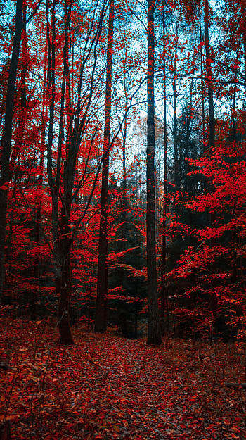 Nature, trees HD phone wallpaper