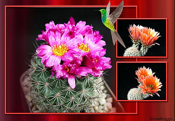 LOVELY CACTI, FLOWERS, LOVELY, CACTUS HD wallpaper
