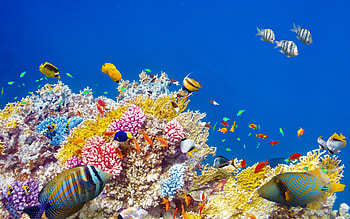 ocean coral reef , Captivating underwater scenes, Colorful marine life, Serene coral ecosystem HD wallpaper