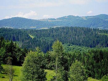 Landscape, Nature, Trees HD wallpaper