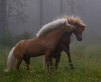 LETS WRESTLE, horse, fighting, wild, ponies HD wallpaper