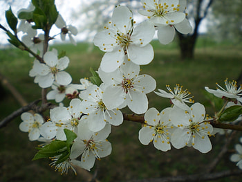 Landscape, Flowers HD wallpaper