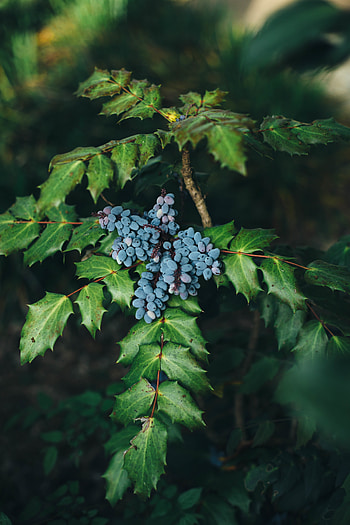 Food, Leaves, Berries, Bush, Blur, Smooth HD phone wallpaper