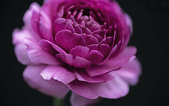 Ranunculus, flowers, bloom, petals HD wallpaper
