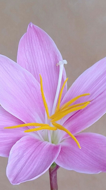 Flower, honda HD phone wallpaper