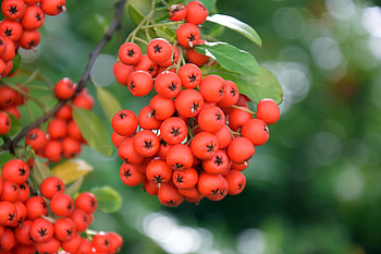 Food, Branch, Ripe, Rowan HD wallpaper