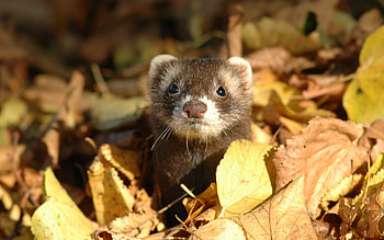 Teddy the ferret, Cute pet, Playful antics, Furry friend HD wallpaper
