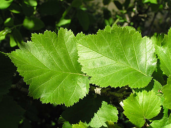Northern red haw, Hawthorn Tree HD wallpaper