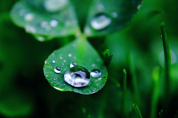 Water drop, close up, blur, grass HD wallpaper