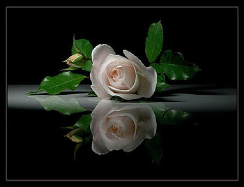 ROSE PALE, rose, black, pale, beautiful, dark HD wallpaper