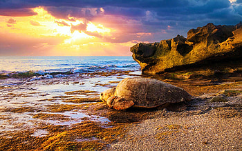 Lone turtle at Jupiter Island, South Florida, sea, clouds, colors, sky, rocks, usa HD wallpaper