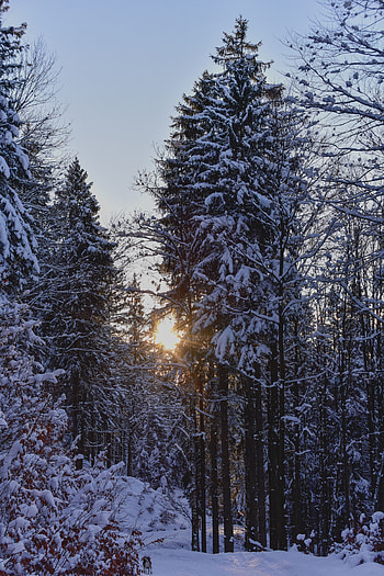 Winter, Nature, Trees, Sunset, Snow, Forest HD phone wallpaper