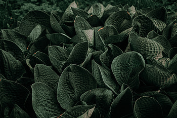 Nature, Leaves, Plant, Garden HD wallpaper