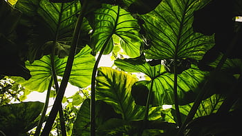 Vibrant green taro leaves backlit by sunlight, creating a natural canopy effect in Edinburgh. HD wallpaper