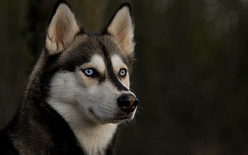Animals, Dog, Muzzle, Sight, Opinion, Husky, Haska HD wallpaper