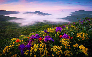 Garden Of Bohemia, Bohemian Central Mountains, Czech Republic, fog, morning, blossoms, colors, clouds, flowers, sky, sunrise HD wallpaper