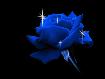 BLUE ON BLACK, FLOWER, ROSE, , BLUE HD wallpaper