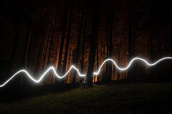 Trees, Night, Dark, Forest, Long Exposure, Neon HD wallpaper