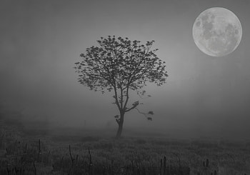 Tree with moon night, atmosphere, sky, fullmoon, newmoon, Twilight, fog HD wallpaper