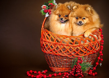 *** Dogs ***, dog, animal, dogs, animals HD wallpaper