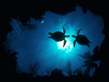 Landscape, Turtles, Sea HD wallpaper