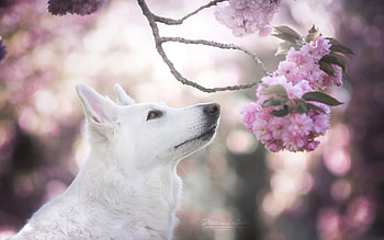 Spring, animal, dog, white, pink, flower, wolf, blossom, caine HD wallpaper