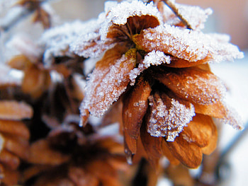hoarfrost, winter, cones, macro HD wallpaper