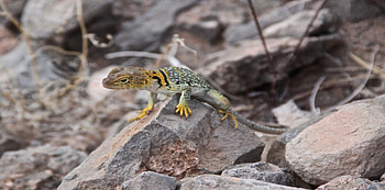 Yellow Collared Lizard, Goosenecks State Park, Utah, animal, collared, eyes, goosenecks, lizard, tail, rocks, park, state, yellow, utah, reptile HD wallpaper