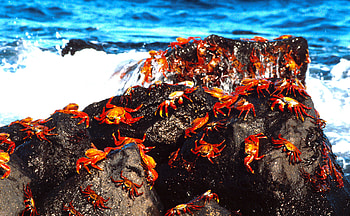 Galapagos Islands, Exquisite , Sarah Sellers, Captivating HD wallpaper