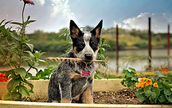 Cute Dog, cute, Dog, Animal, Feather HD wallpaper