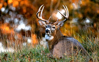 Deer, autumn, atent, coarna, cerb HD wallpaper