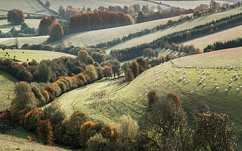 Hills of England, autumn, England, hills, sheep HD wallpaper