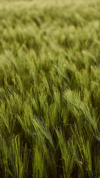 field, nature, wheat HD phone wallpaper